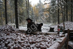 Кедровый орех оптом от производителя