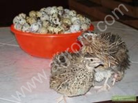 Комбикорм для Перепелов ПРОВИМИ