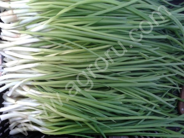 зеленый лук