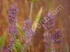 Лаванда однолетняя (Lavandula multifida): зацветает через 2 месяца после посева!