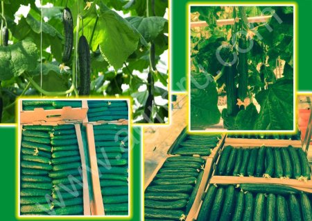 Огурцы, Салаты