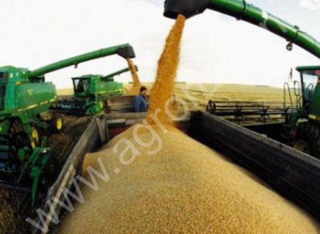 КУКУРУЗА ФУРАЖНАЯ БЕЗ ПОСРЕДНИКОВ