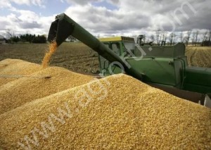 Кукуруза фуражная оптом от производителя