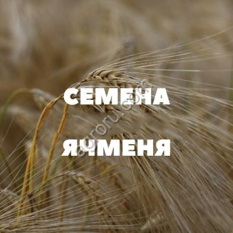 семена ярового ячменя