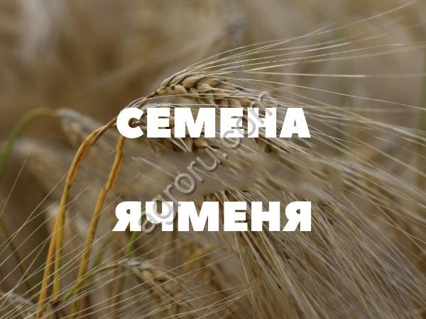 семена ярового ячменя