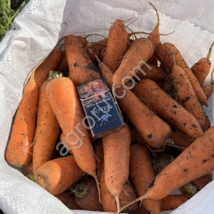 Морковь