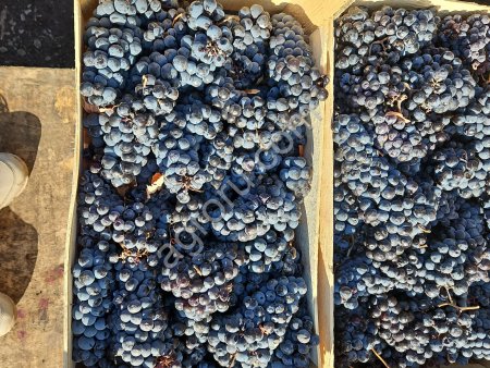 Крымский виноград