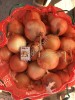 Лук репчатый