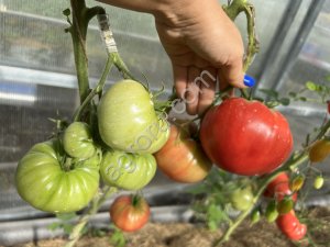 Томат Вкусные ГОРДОНА ГРЕХЭМА