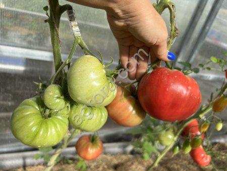 Томат Вкусные ГОРДОНА ГРЕХЭМА