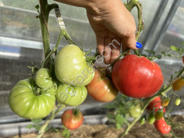 Томат Вкусные ГОРДОНА ГРЕХЭМА