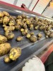 Картофель
