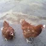 Куры несушки