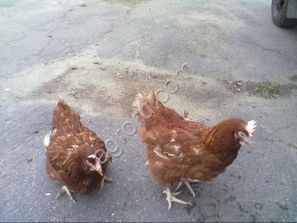 Куры несушки