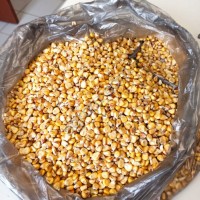 Кукуруза кормовая