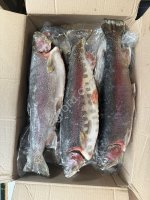 Форель радужная ПСГ 1, 5+ (Армения)