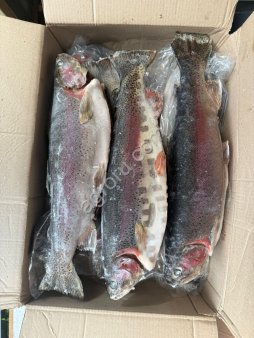Форель радужная ПСГ 1,5+ (Армения)