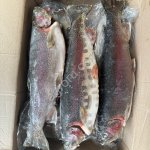 Форель радужная ПСГ 1,5+ (Армения)