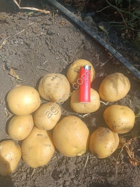 Картофель коломба