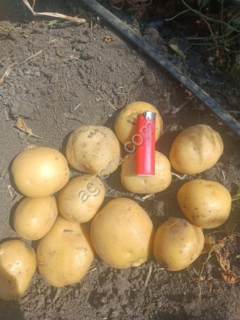 Картофель коломба