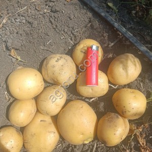 Картофель коломба
