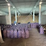 Картофель оптом от производителя.