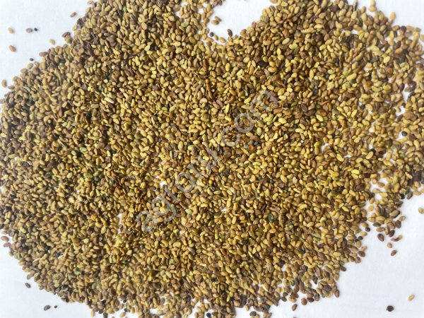 Семена Люцерны