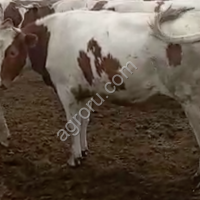 Нетели Симментальской породы