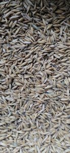 Овес фуражный