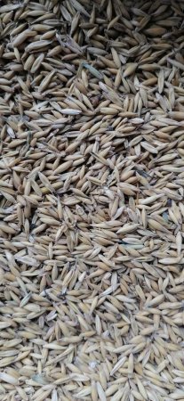 Овес фуражный