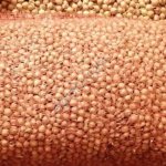 Лук- Севок 4 сорта