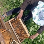 Пчелопакеты Карника линии Тройзек 1075