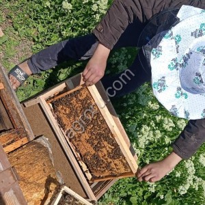 Пчелопакеты Карника линии Тройзек 1075