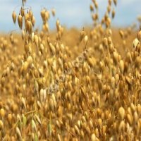 Овес Яровой, Скакун