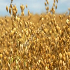 Овес Яровой, Скакун