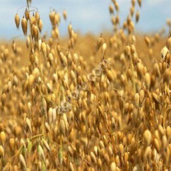 Овес Яровой, Скакун