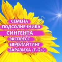 ГИБРИДЫ СЕМЕНА ПОДСОЛНЕЧНИКА СУЗУКА (СИНГЕНТА, SYNGENTA) (EXPRESS) (ЗАРАЗИХА F-G)