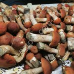 Подосиновики красные