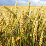 Отруби пшеничные