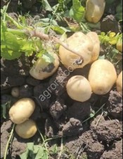Картофель - Ривьера, Ред Скарлетт