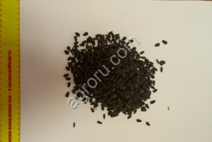 Cемена подсолнечника Экселент и Лимагрен LG 