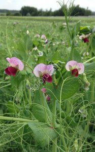 Семена гороха