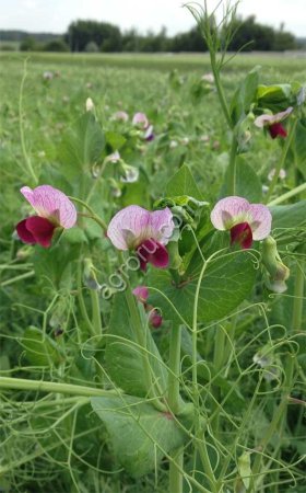 Семена гороха