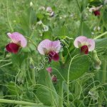 Семена гороха