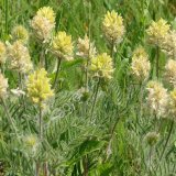 Остролодочник волосистый