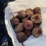 Свекла сорт Пабло Перебранная