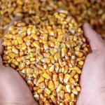 Кукуруза Краснодарский 385 МВ F1 ФАО 380