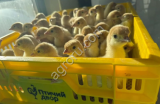 Индюшата суточные Хайбрид Конвертер бройлерные