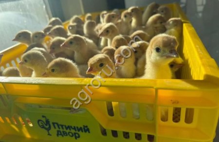 Индюшата суточные Хайбрид Конвертер бройлерные
