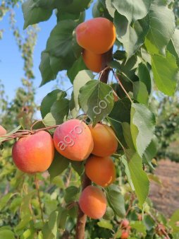 Абрикос